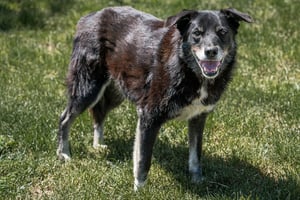 Save the Dogs and other Animals | iRaiser