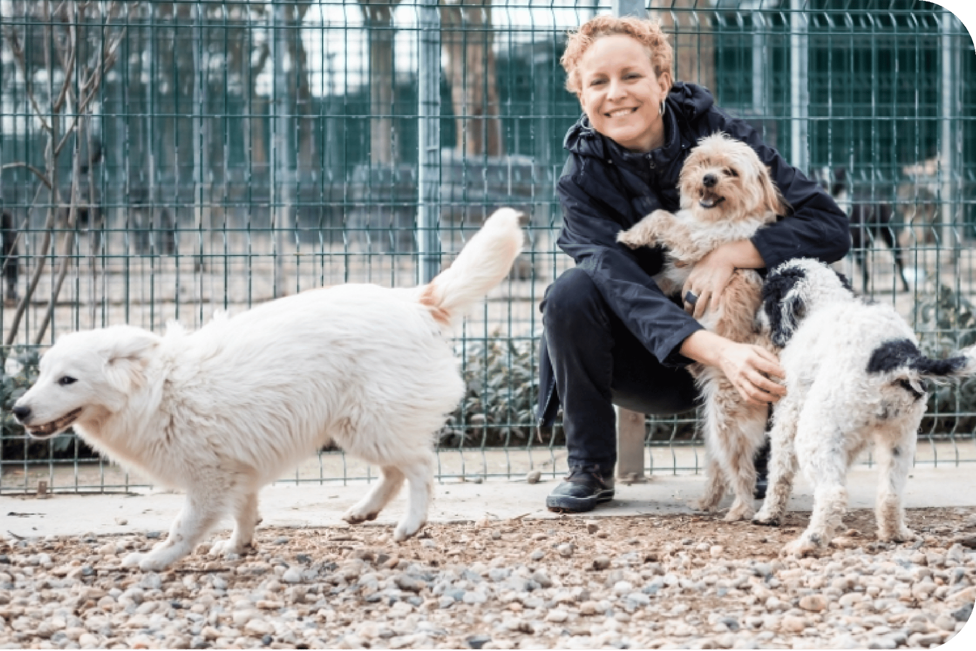 case-study-save-the-dogs-p2p